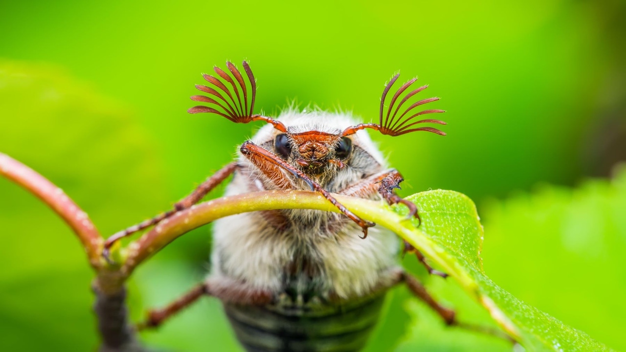 Cute bug on a leaf
