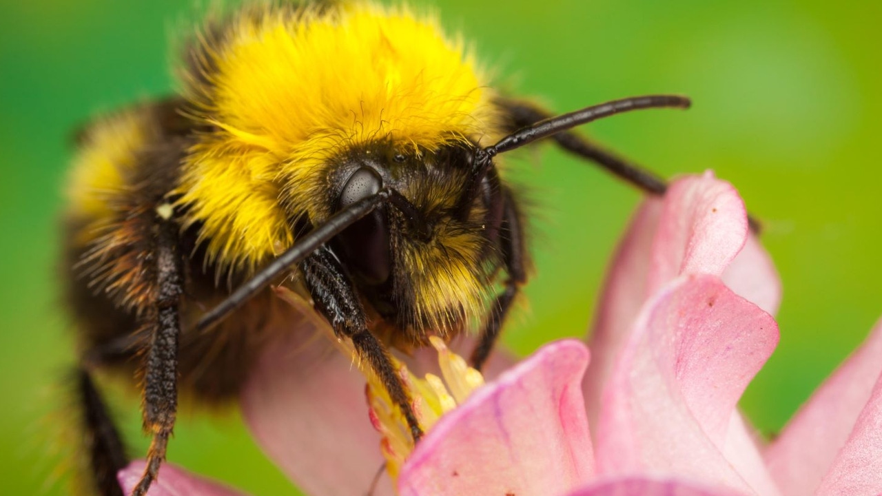 Yellow and black bee on a pink flower Yellow and black bee on a pink flower