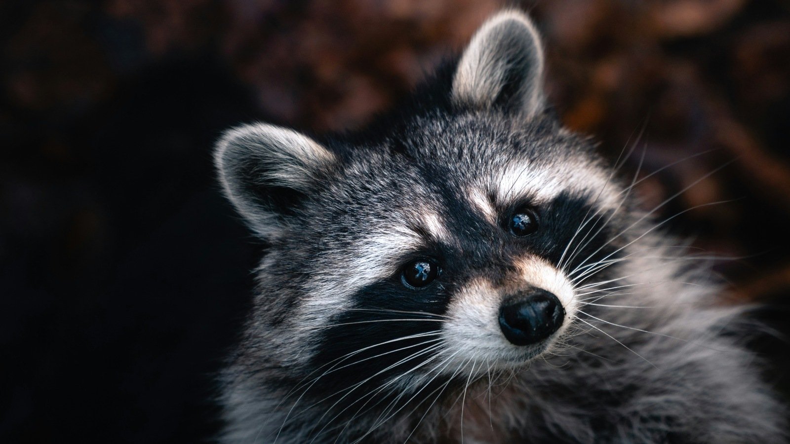 Raccoon