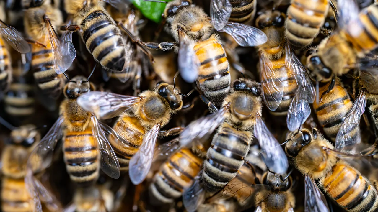 A swarm of honey bees. A swarm of honey bees.