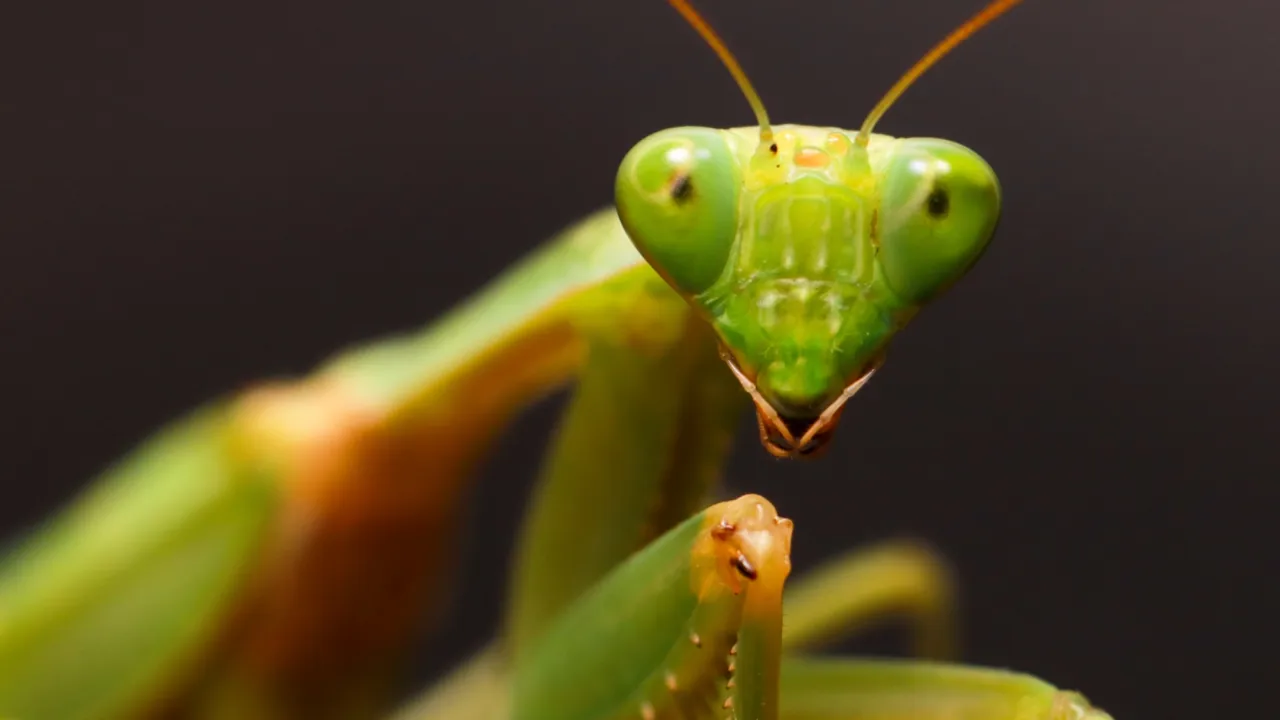 A green praying mantis close-up A green praying mantis close-up