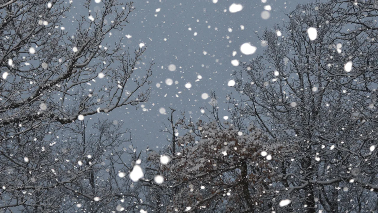Many snowflakes falling against trees with bare branches Many snowflakes falling against trees with bare branches