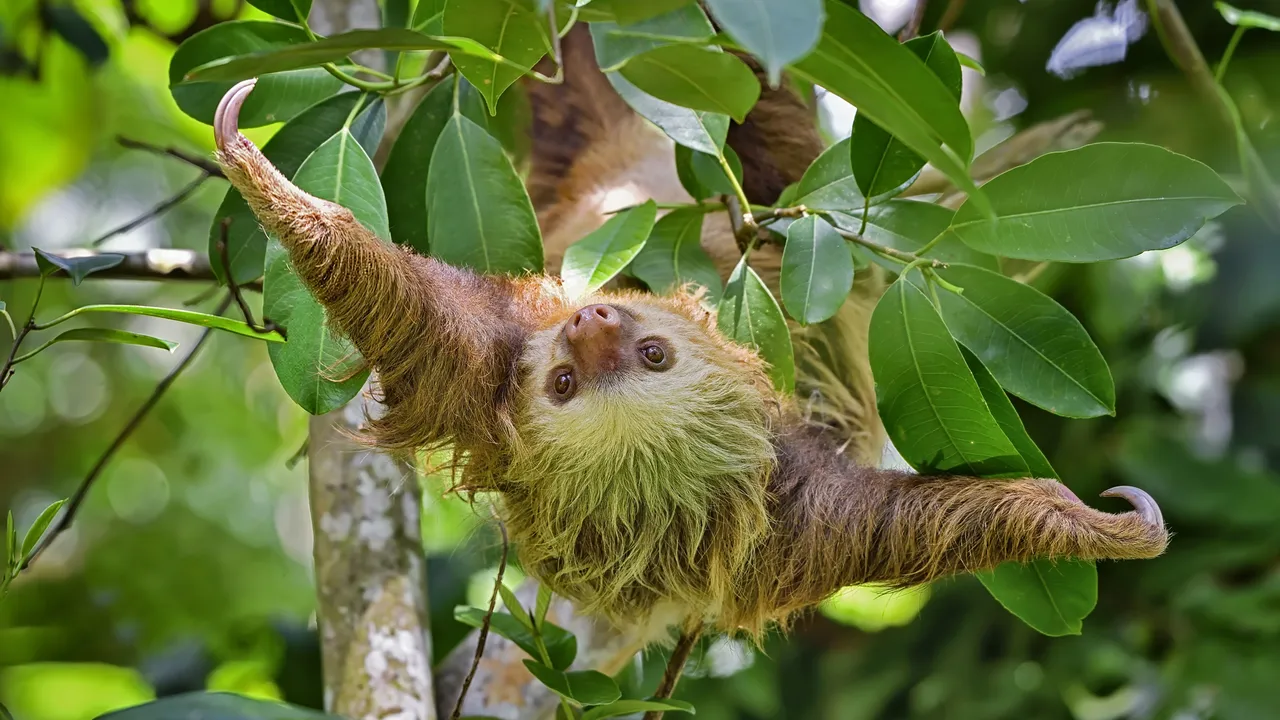 A sloth hanging from a tree